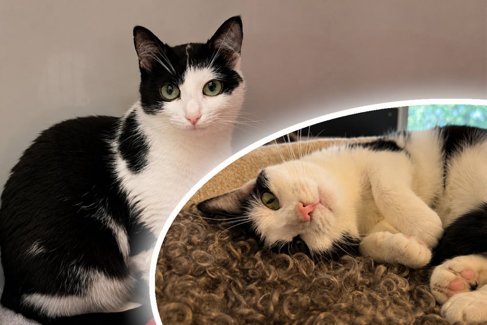 Katze Lucia sucht ein ruhiges Zuhause, in dem sie beschäftigt wird.