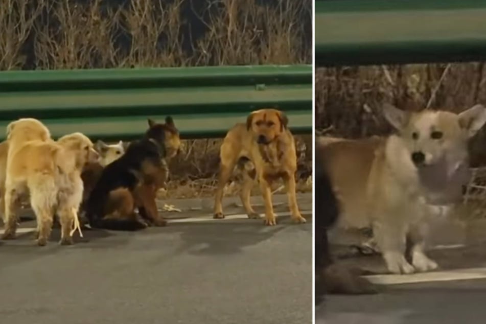 Die kleine "Herde" wurde von einem Welsh Corgi Pembroke namens "Dapang"angeführt.