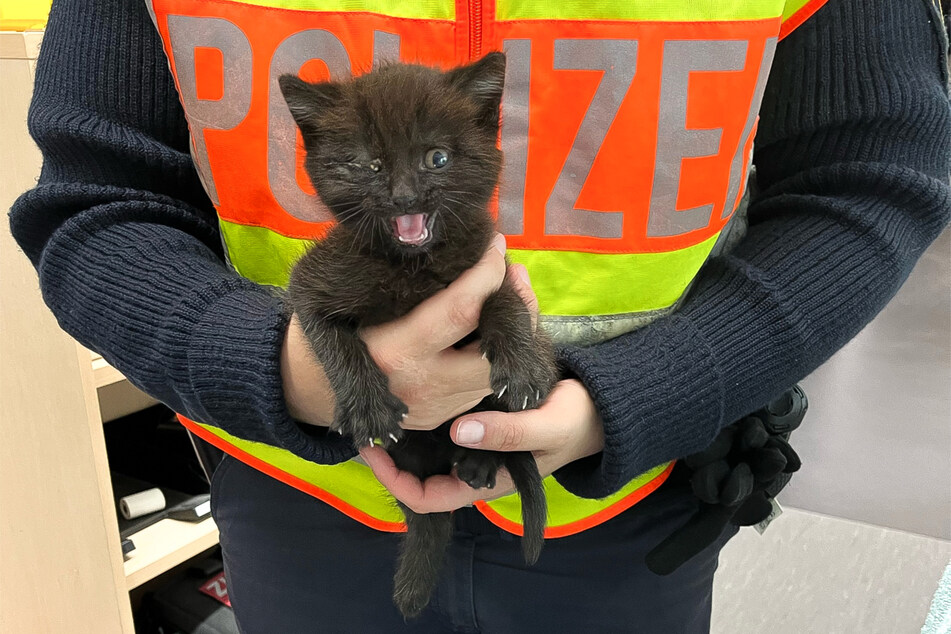 Dieses Kätzchen machte einen nicht ungefährlichen Ausflug auf die A5.