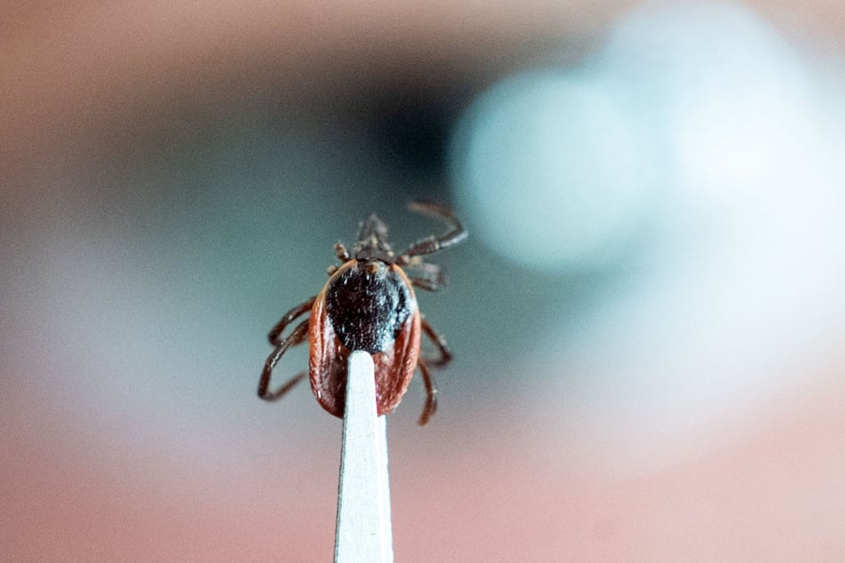 In manchen Fällen könnten Borrelieninfektionen sogar schwerere Erkrankungen des Nervensystems oder auch des Herzens hervorrufen – dies sei aber selten.