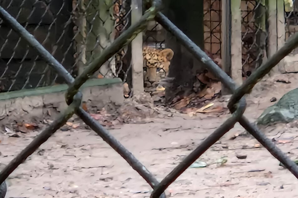Mutig lugt ein Leopardenkind um die Ecke.