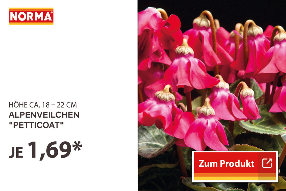 Alpenveilchen "Petticoat" für 1,69 Euro
