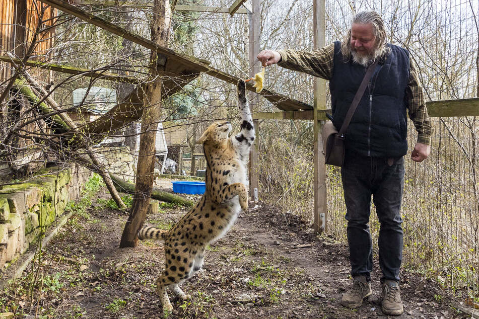 Servale wie Balu (etwa 3 Jahre) sind afrikanische Wildkatzen und dürfen nur unter besonderen Bedingungen gehalten werden.