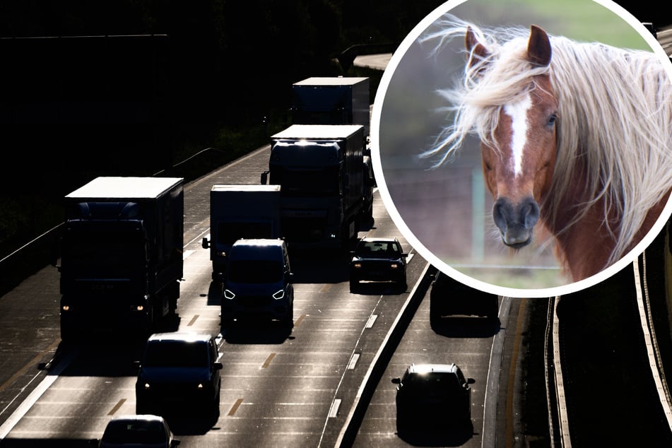 Das Ross schaffte ganze fünf Kilometer auf der Autobahn, bis es schließlich die Ausfahrt nahm. (Symbolbild)