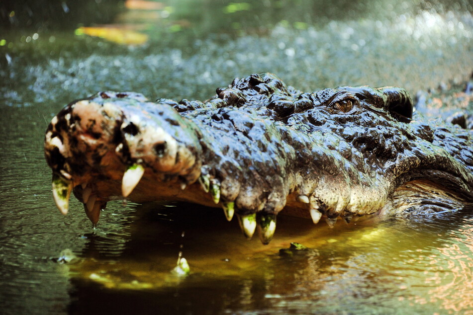 Mit einem Krokodil ist nicht zu spaßen.