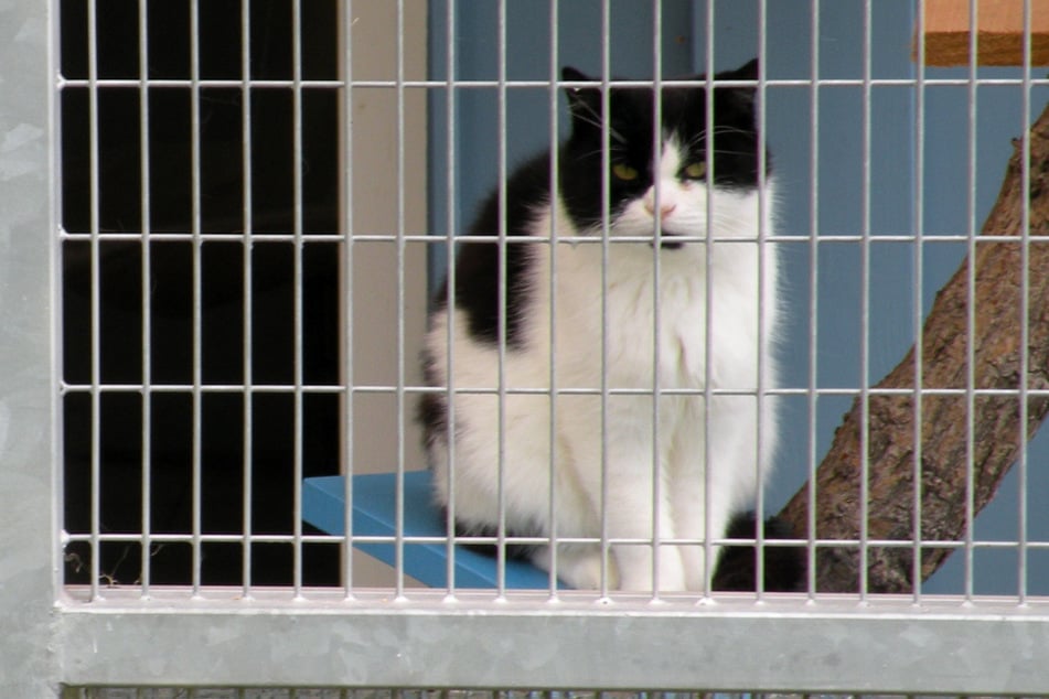 Dramatische Aussichten für Sachsens Tierheime: Den Einrichtungen zufolge will die Landesregierung im laufenden Jahr die Fördermittel für den Tierschutz zur Hälfte einsparen.