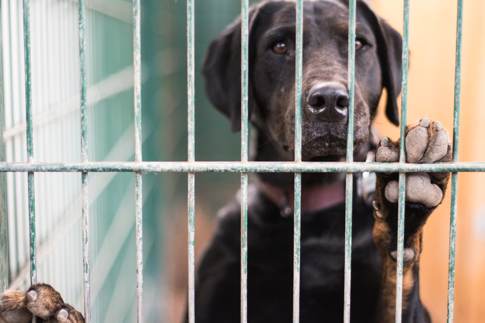 Fast 140 Hunde und Katzen von Hof befreit: Familie sieht das nicht ein