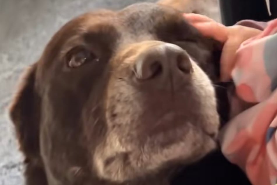 Labrador-Dame Daisy Doo genießt im Video die etwas unbeholfenen Streicheleinheiten von Baby Ruby Sue.