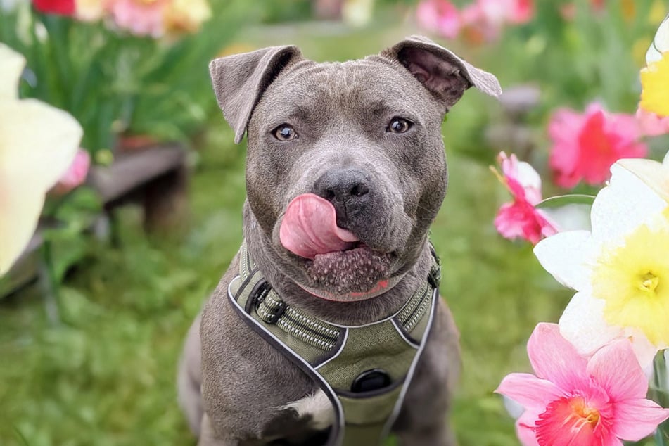 Staffie Nala freut sich auf eine Erfrischung und Deinen Besuch beim Sommerfest.