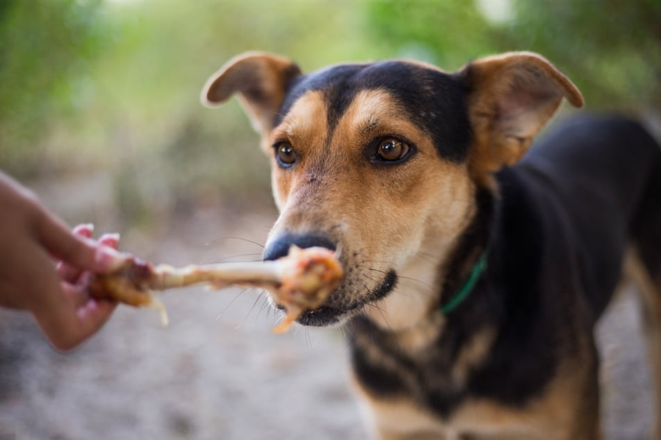 Manche Knochen sind ein perfekter Snack für Hunde.