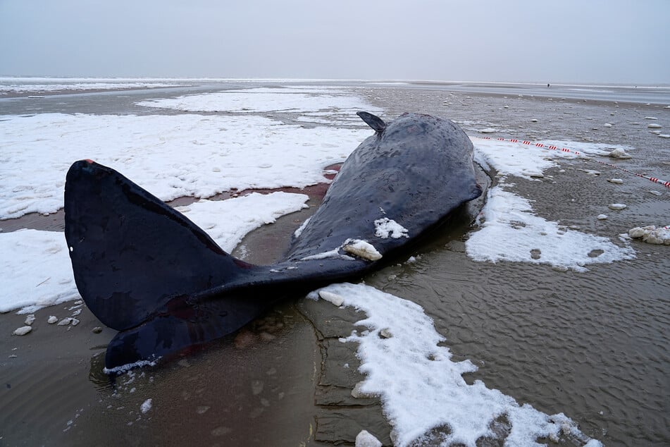 Ein Pottwal ist bei Sønderho auf der Insel Fanø gestrandet.