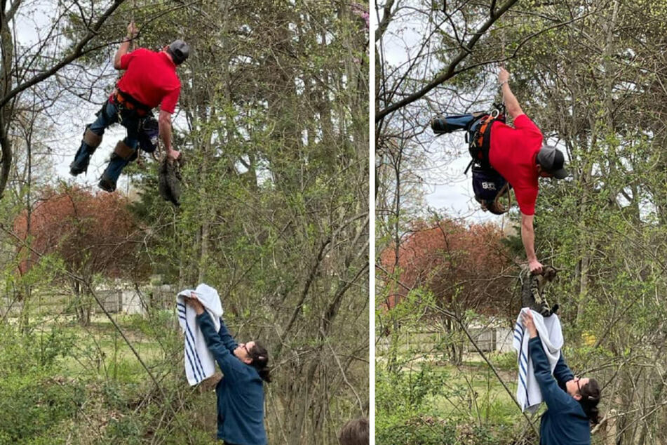 For more than two weeks, Sparkles the cat was stuck in a tree, and it took a professional to rescue the animal.