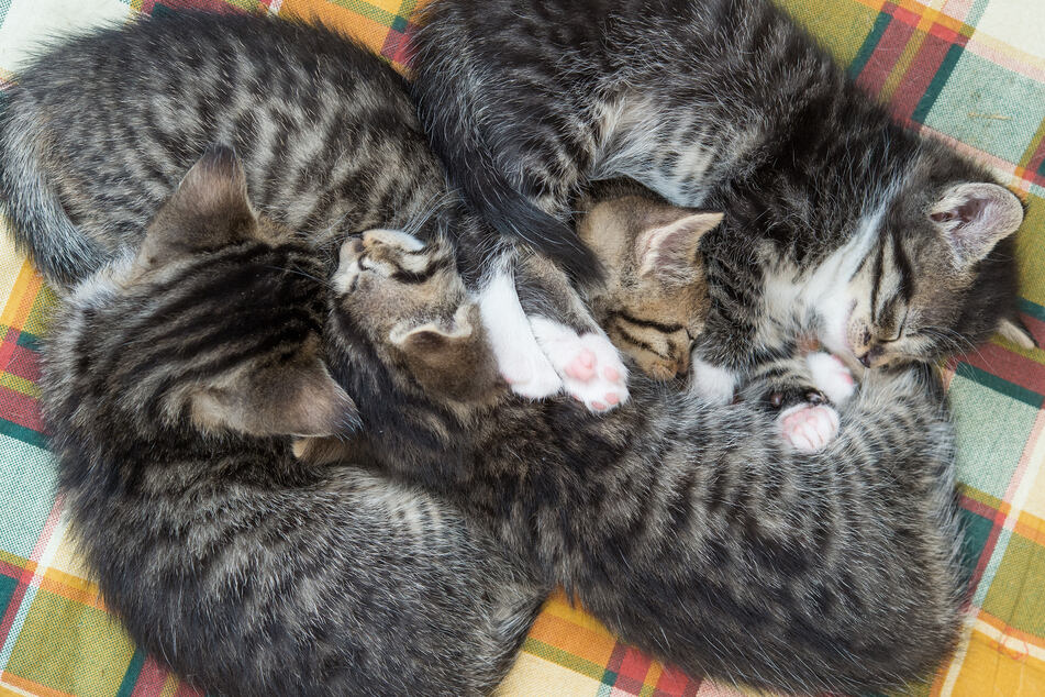 Vier Katzenbabys starben, nachdem sie im Müll entsorgt worden waren. (Symbolfoto)