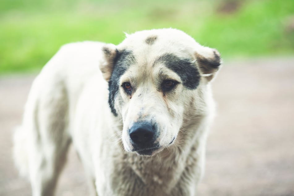 Mnoho majitelů domácích mazlíčků chce svým psům dopřát ještě jeden hezký den se vším, co k němu patří, než je nechají uspat. (symbolický obrázek)