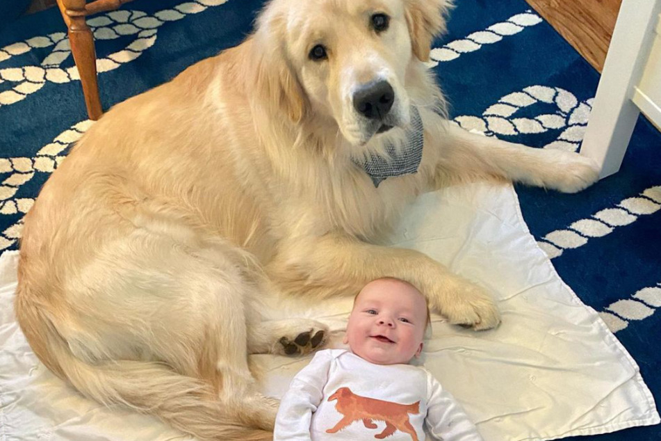 Golden Retriever Hinckley und Baby Teddy sind unzertrennlich.