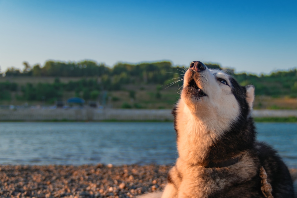 Huskys sind den Wölfen sehr ähnlich, aber auch andere Hunderassen heulen wie Wölfe.