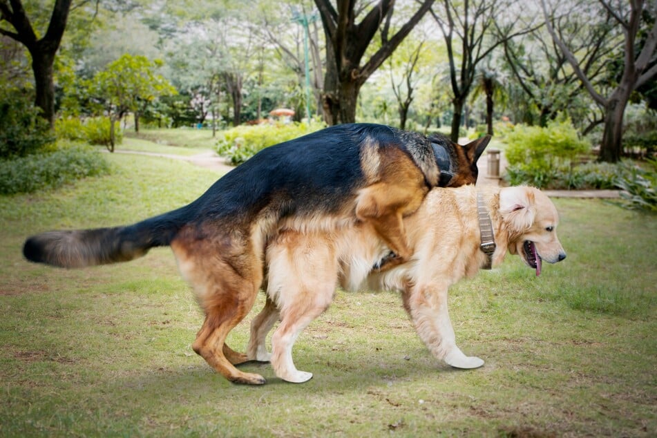 Besonders das Besteigen lässt vermuten, dass Hunde homosexuell bzw. schwul sein können.