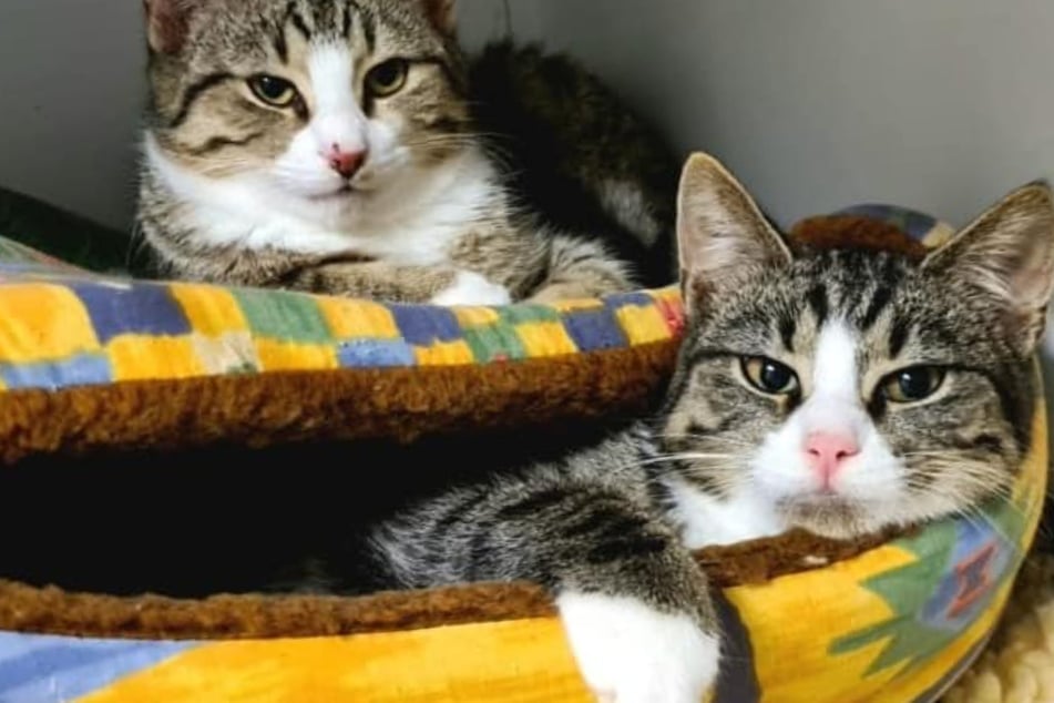 Katze starb nach Corona-Mutation: Jetzt müssen Jonny und Jacob als Duo klarkommen