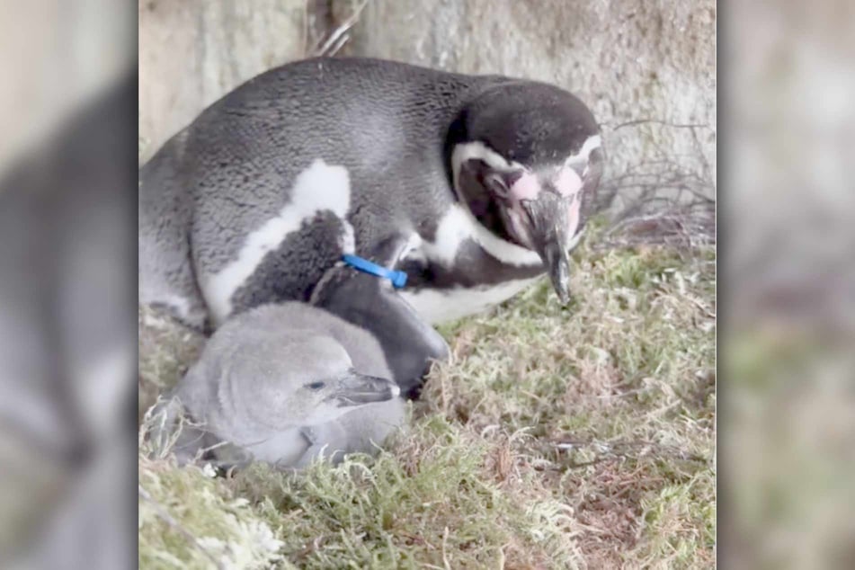 Der Blick in die Bruthöhle zeigt eines der zehn Pinguin-Küken.