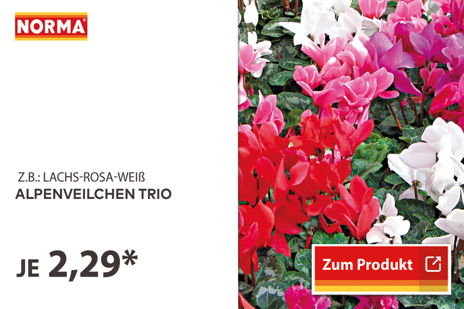 Alpenveilchen Trio für 2,29 Euro.