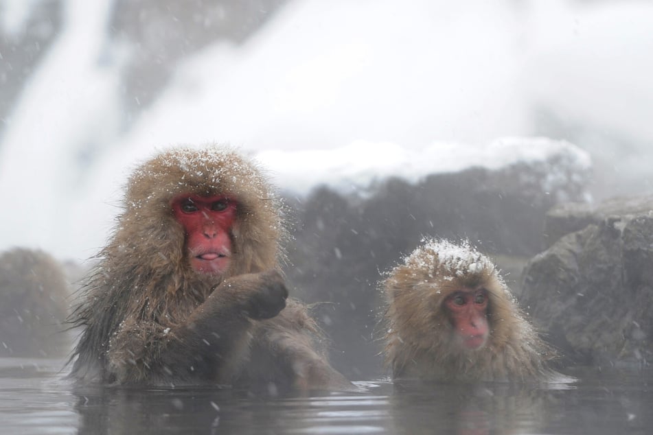 Japanese macaque monkeys, known as "snow monkeys," take a bath in a hot spring while snowflakes fall at the Jigokudani Monkey Park.