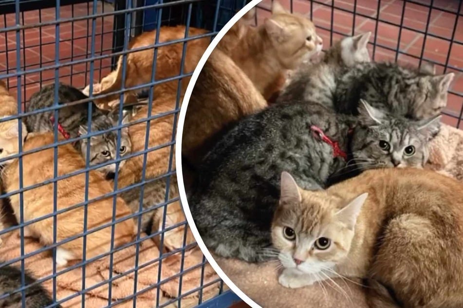 "Mehr als ungewöhnlich": 14 Katzen leben tagelang eingesperrt in Auto
