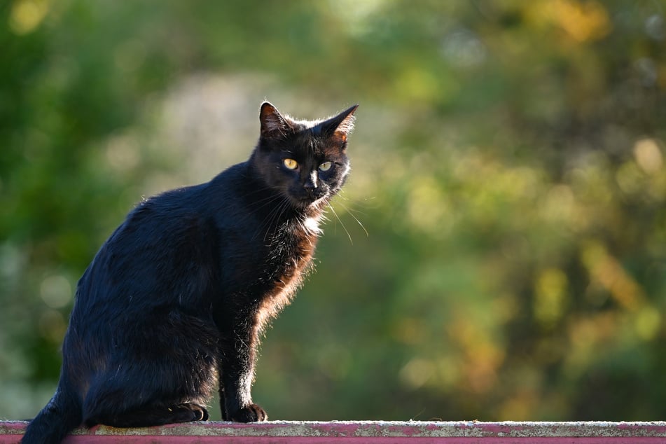 Los gatos callejeros están especialmente en riesgo de contraer el virus a través de aves silvestres muertas o sus excrementos. (Foto de archivo)