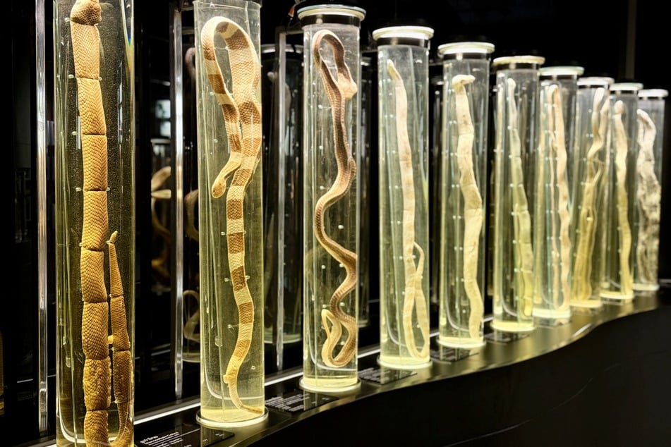 Experten nennen diesen Vorgang Hyperimmunisierung. Kritiker warnen aber, dass das Verfahren mit großem Tierleid verbunden ist.