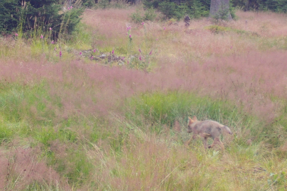 Aufnahmen der Forstlichen Versuchs- und Forschungsanstalt (FVA) zeigen den mittlerweile verstorbenen Wolfswelpen im Sommer 2023.