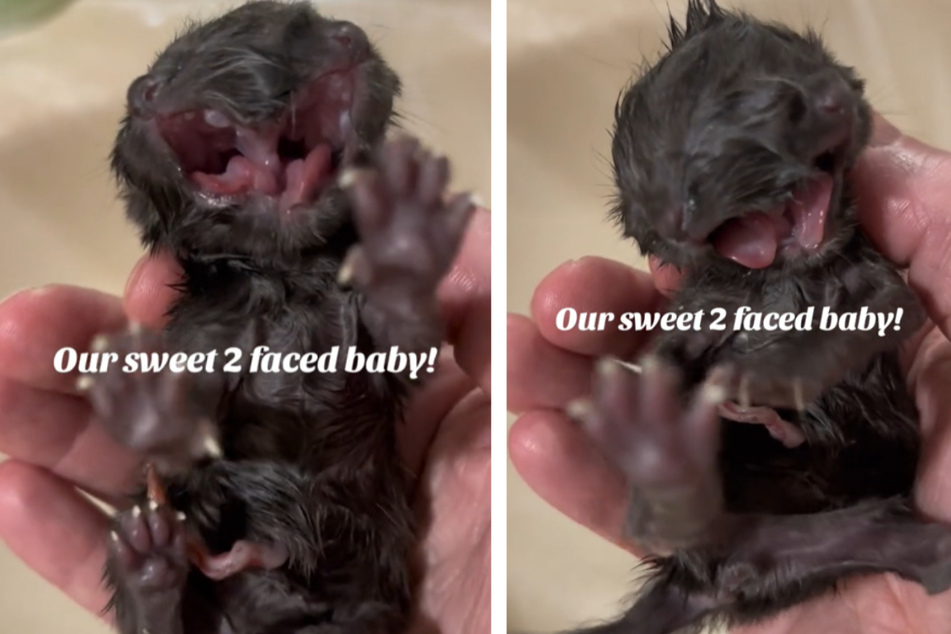 Katze kommt mit zwei Köpfen zur Welt: "Unser süßes zweigesichtiges Baby"