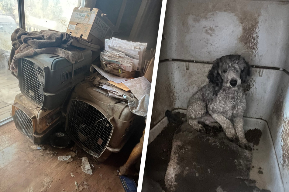 Die meisten der geretteten Hunde mussten medizinisch versorgt werden.