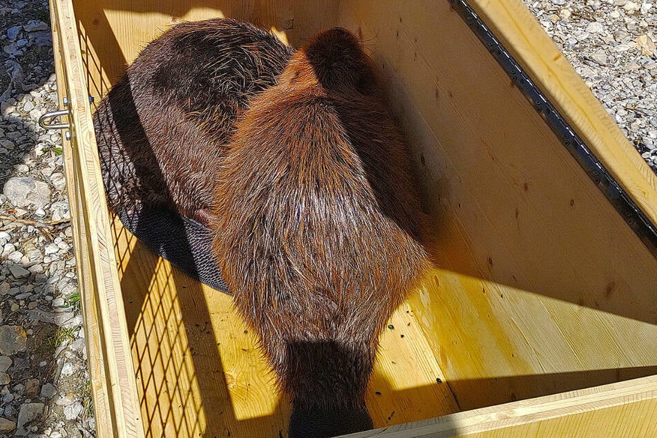 Die zuckersüßen Tiere wurden in einer Transportbox in Sicherheit gebracht.