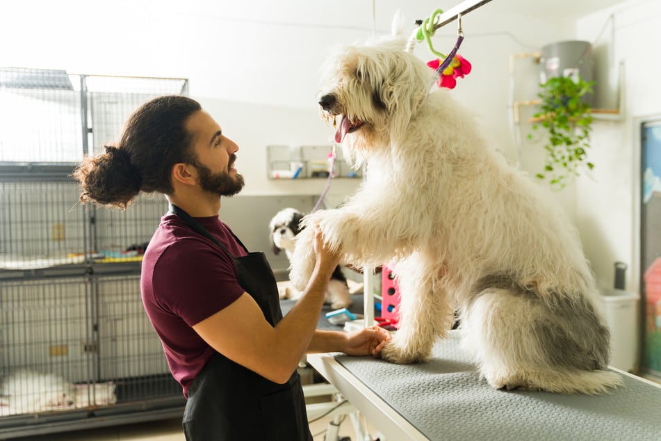 Wichtig bei der Haltung der wuscheligen Hunde: die Fellpflege.