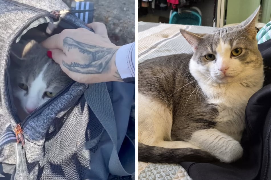 Drinnen hockte bei Eiseskälte ein älterer Kater.