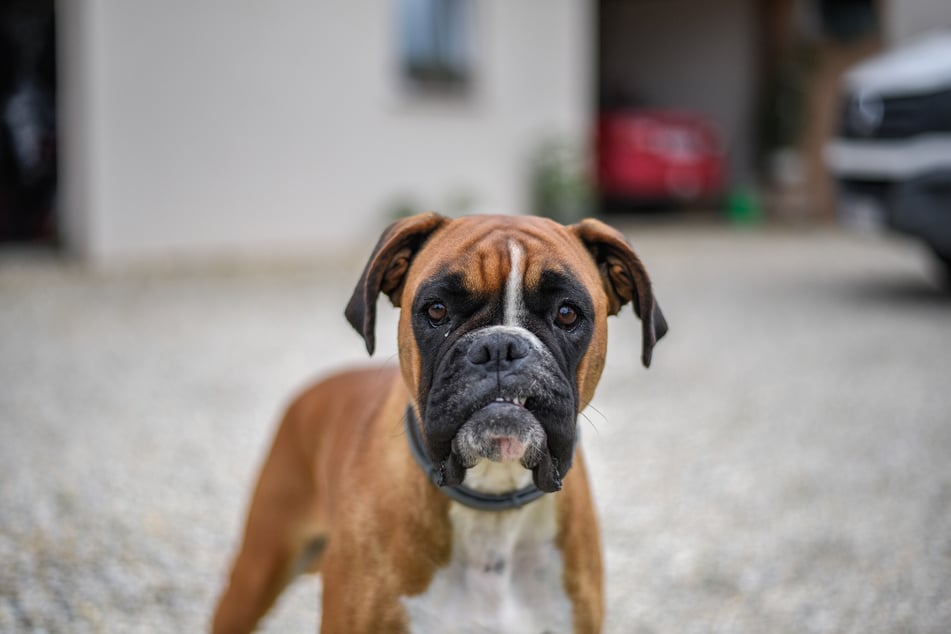 Der Hund soll ein Boxer gewesen sein. (Symbolbild)