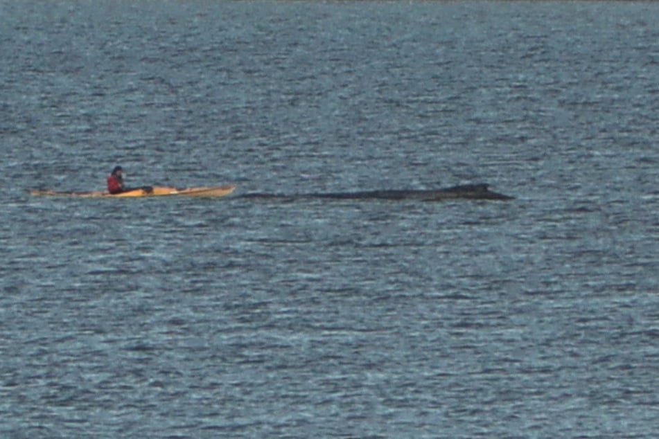 Der Kanufahrer paddelte dicht an den Wal heran und zeigte sich hinterher uneinsichtig.