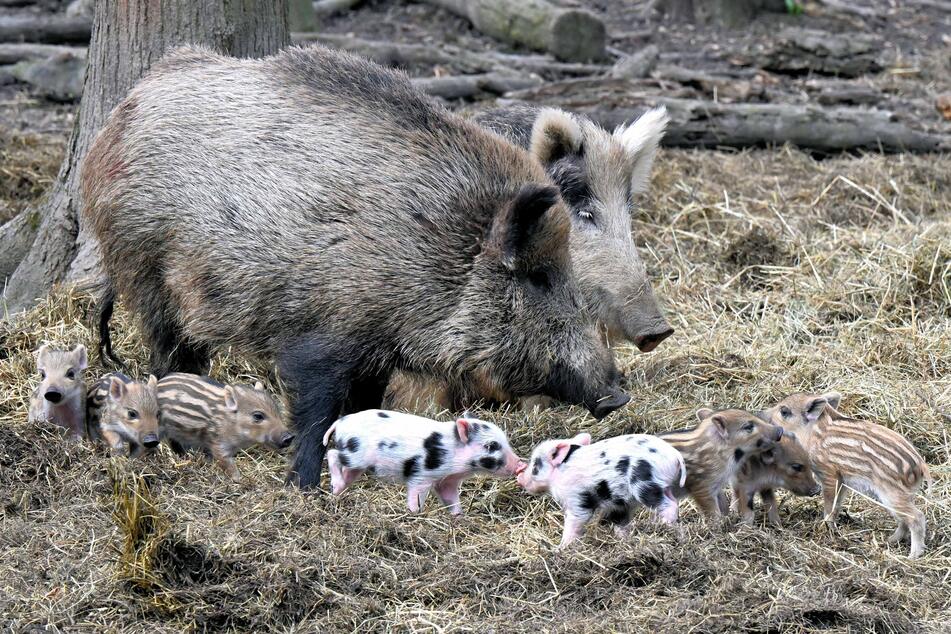 Einige der kleinen Schweinchen sehen ihren Mamas nicht wirklich ähnlich.