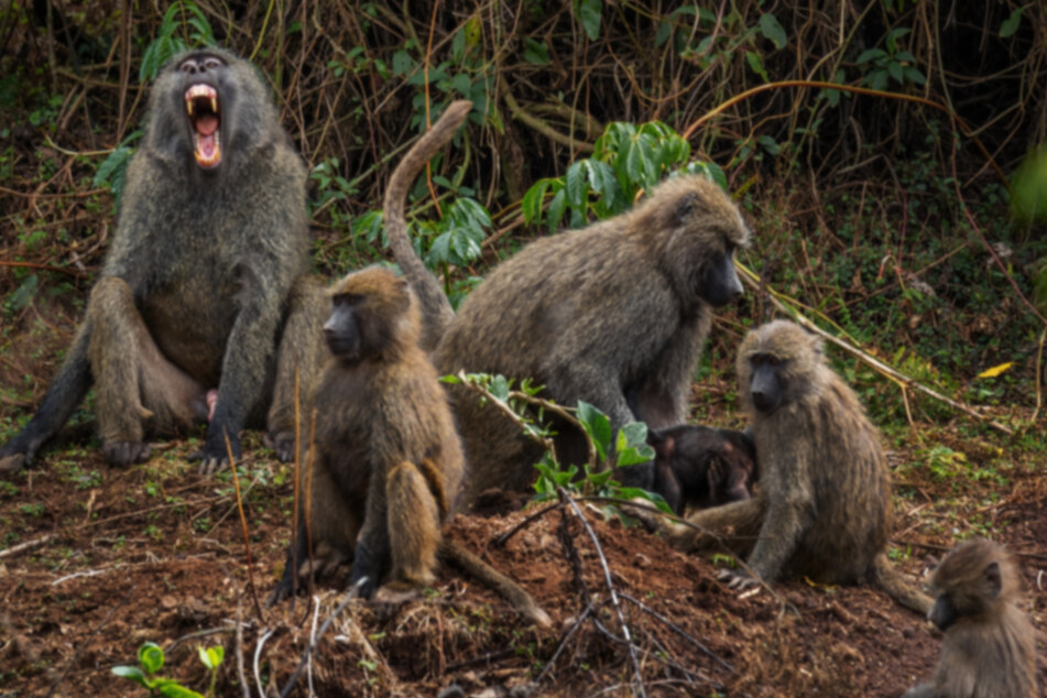 Schrecklich: Eine Horde Affen dringt in ein Haus ein und entreißt einer stillenden Mutter ihr neugeborenes Kind. (Symbolbild)