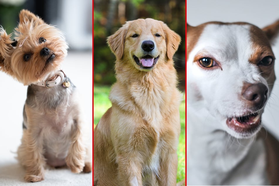 Longest living dog breeds: Top 10
