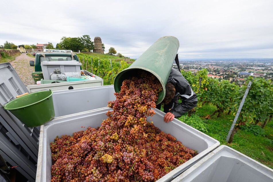 Die Lese im letzten Jahr - hier Trauben der Sorte Traminer am Weinberg "Goldener Wagen" in Radebeul - war besonders ertragreich.