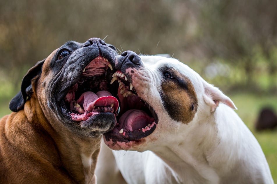 Vier Hunde haben am heutigen Samstag eine Frau und zwei kleine Kinder angegriffen. (Symbolbild)