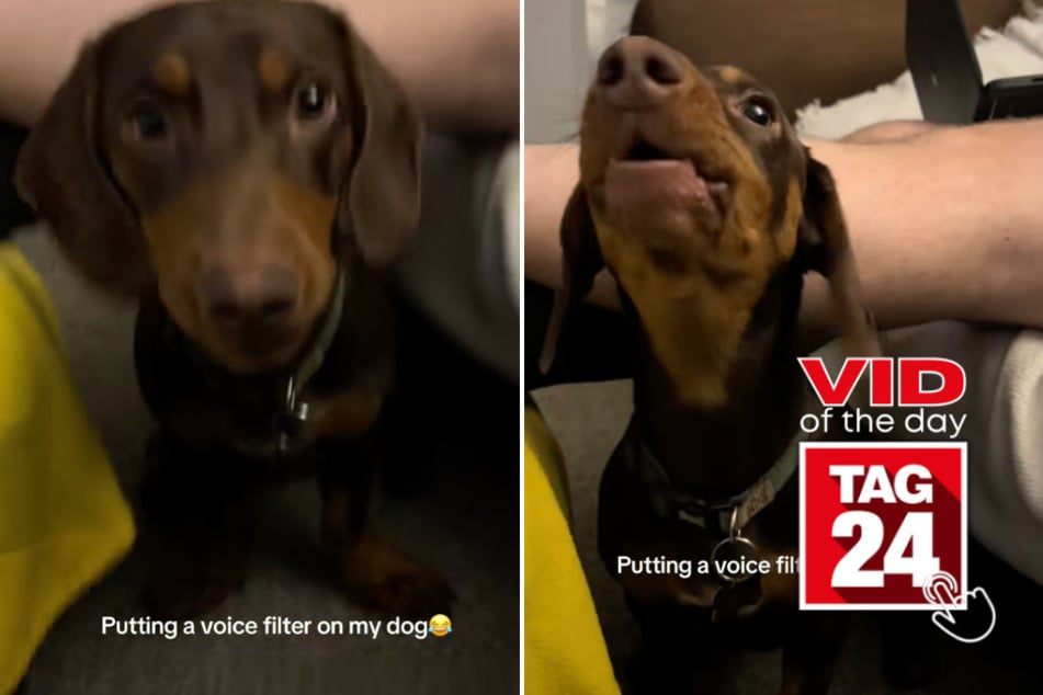 Viral Video of the Day for April 20, 2026: Dachshund's bark gets hilarious voice makeover