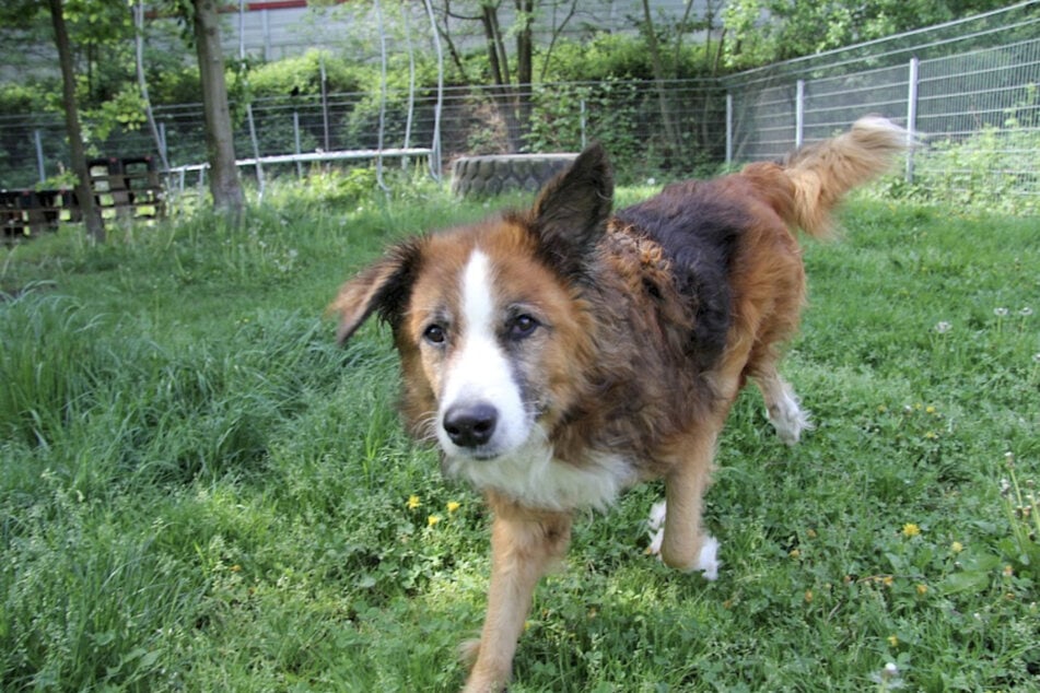 Sparky ist nicht mehr der Jüngste und sehnt sich nach einem liebevollen Zuhause.