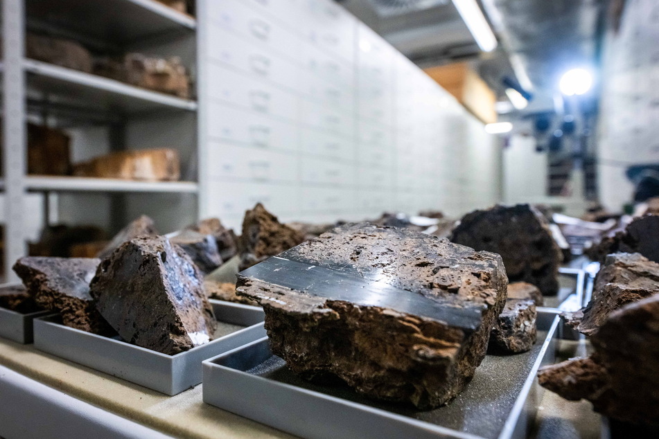 Diese Stromatolithen finden Platz im neuen Fahrregal des Naturkundemuseums.