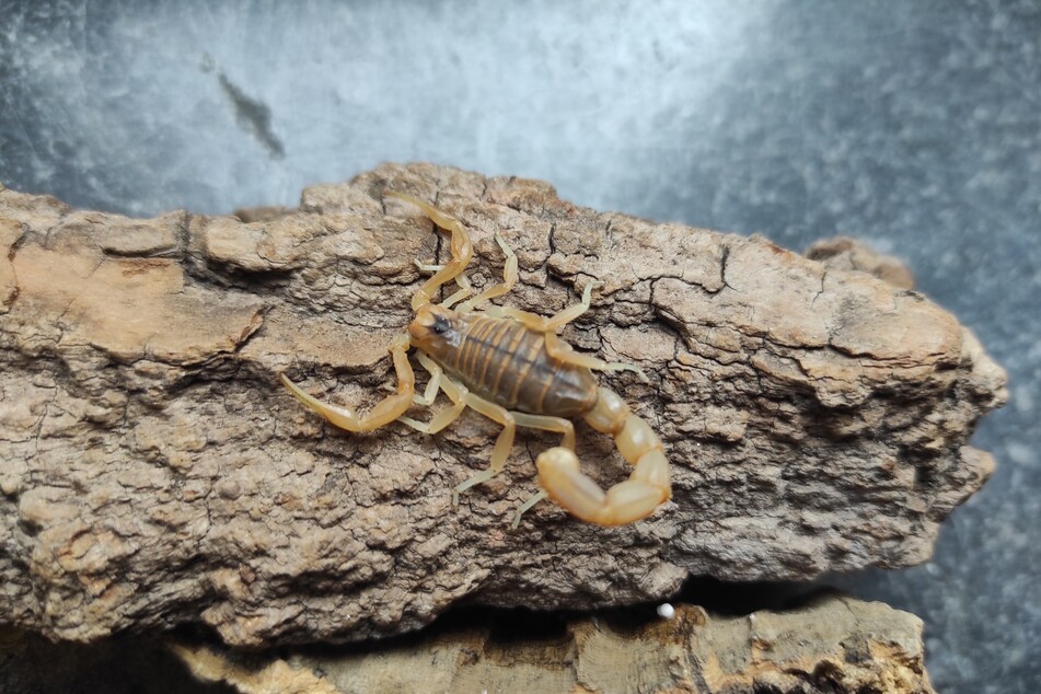 Der Skorpion hatte sich als blinder Passagier in ein Düsseldorfer Blumengeschäft geschmuggelt.