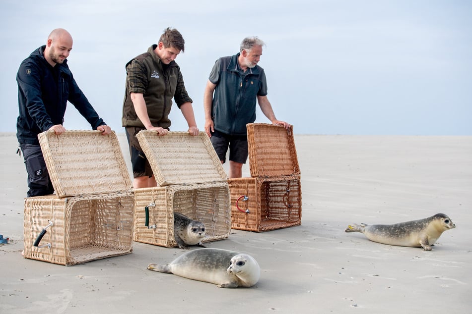 Después de un cuidado exitoso en la estación de focas de Norddeich, tres focas han sido devueltas a su hábitat natural.