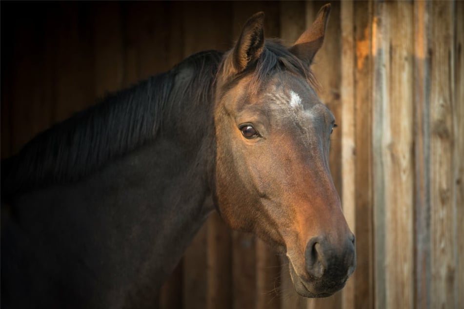 Schrecklicher Fund: Pferd auf Weide mit Kopfschuss getötet!