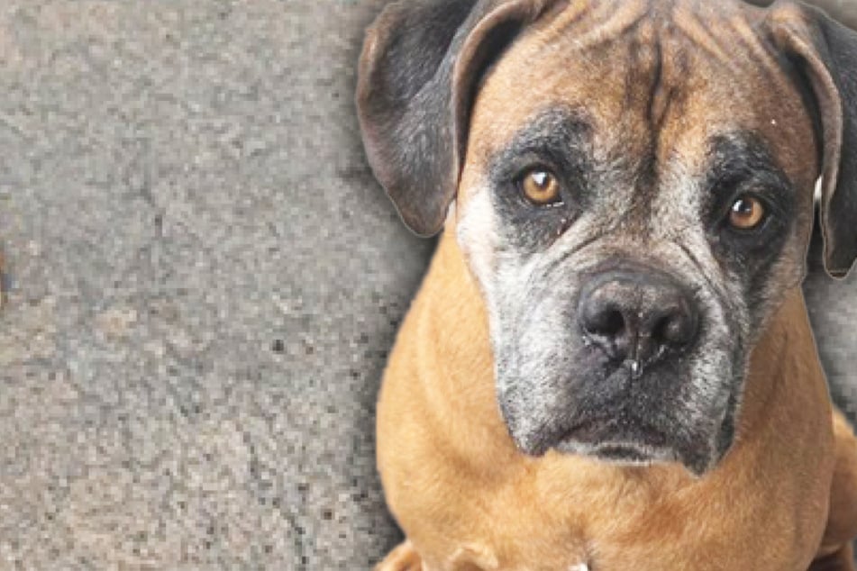 Das Schicksal kann hart zuschlagen, Boxer Max davon ein Liedchen singen