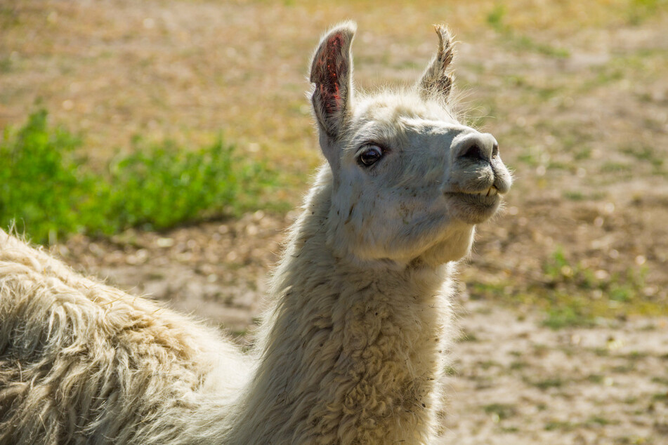 Nanobodies produced by llamas and camels target the Sars-CoV-2 effectively.