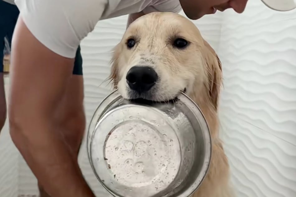 Golden Retriever Bauer braucht seinen Napf in der Dusche.